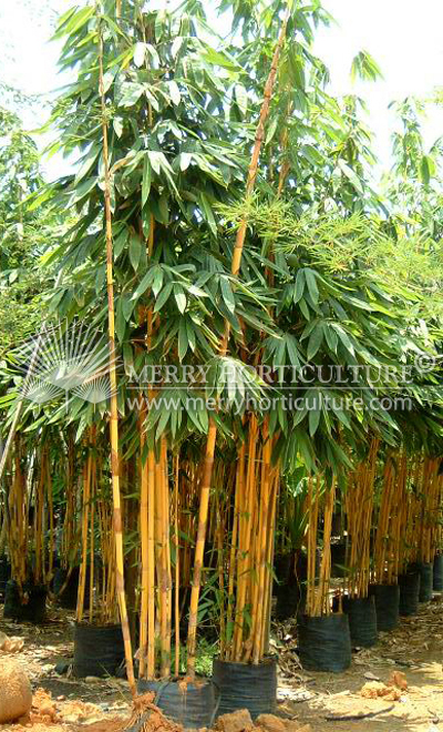 Schizostachyum brachycladum (Yellow bali) 1